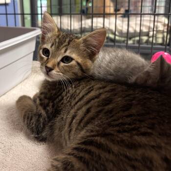 Troy -  Domestic Short Hair Cat for Adoption in Charleston, South Carolina - Troy | PetCurious