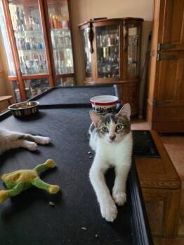 Dexter -  Domestic Short Hair Cat for Adoption in Antioch, California - Dexter | PetCurious