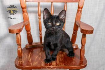 Naomi 2 -  Domestic Short Hair Cat for Adoption in Riverside, California - Naomi 2 | PetCurious