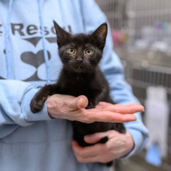 PEANUT -  Domestic Short Hair Cat for Adoption in Hamilton Township, New Jersey - PEANUT | PetCurious