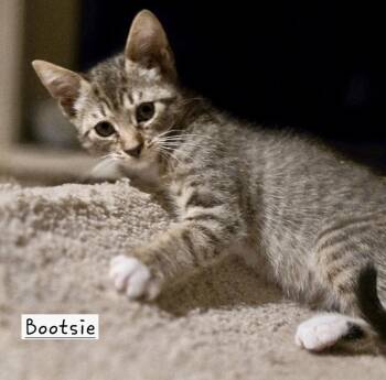 American Shorthair Cats Available for Adoption - Bootsie | PetCurious