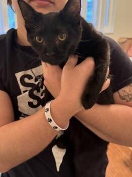 Domestic Short Hair Cats Available for Adoption - Edwin | PetCurious