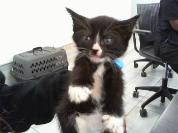 SUMMER -  Domestic Short Hair Cat for Adoption in Charlotte, North Carolina - SUMMER | PetCurious