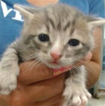 A474273 -  Domestic Short Hair Cat for Adoption in Oklahoma City, Oklahoma - A474273 | PetCurious