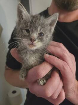 Ulani (purple) -  Domestic Medium Hair Cat for Adoption in Kennewick, Washington - Ulani (purple) | PetCurious