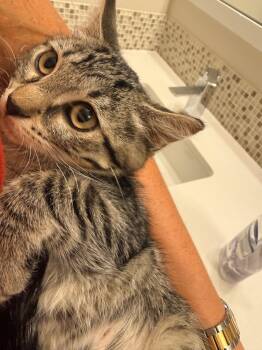 Mabelita -  Domestic Short Hair Cat for Adoption in Denver, Colorado - Mabelita | PetCurious