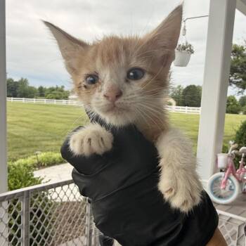 Crayon (in Stevensville, MD) -  Domestic Short Hair Cat Available for Adoption - Crayon (in Stevensville, MD) | PetCurious