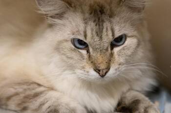 Señor -  Domestic Long Hair and Domestic Short Hair Cat for Adoption in Topeka, Kansas - Señor | PetCurious