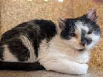 Rescue Domestic Short Hair Cats for Adoption in Renfrew, Pennsylvania - Valkyrie | PetCurious