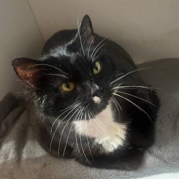 Fluffy Mc Fluffy Pants -  Domestic Short Hair Cat for Adoption in New York, New York - Fluffy Mc Fluffy Pants | PetCurious
