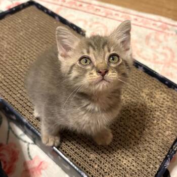 Inigo Montoya-CA -  Domestic Short Hair Cat for Adoption in Tallahassee, Florida - Inigo Montoya-CA | PetCurious