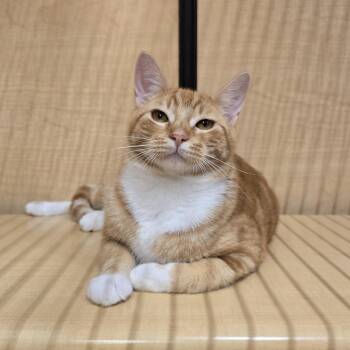 Cutie -  Domestic Short Hair Cat for Adoption in Warr Acres, Oklahoma - Cutie | PetCurious