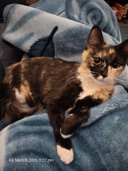 Calico Cats Available for Adoption - Mertyl | PetCurious