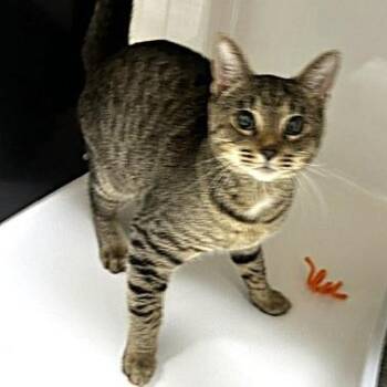 Piglet -  Domestic Short Hair Cat for Adoption - Piglet | PetCurious