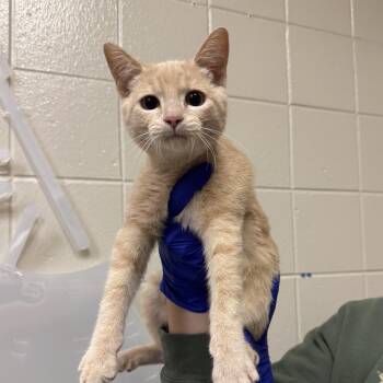 Benji -  Domestic Short Hair Cat for Adoption in Kearney, Nebraska - Benji | PetCurious