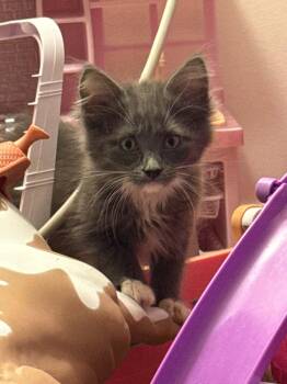 LEVI -  Domestic Medium Hair Cat Available for Adoption in Holbrook, New York - LEVI | PetCurious