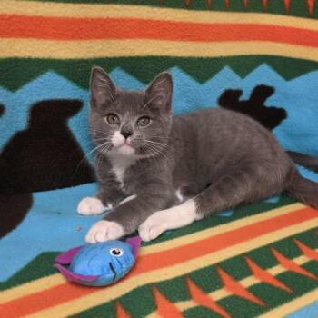 Rescue Domestic Short Hair Cats for Adoption in Elyria, Ohio - Nemo Ask To Meet!! In Foster!! | PetCurious