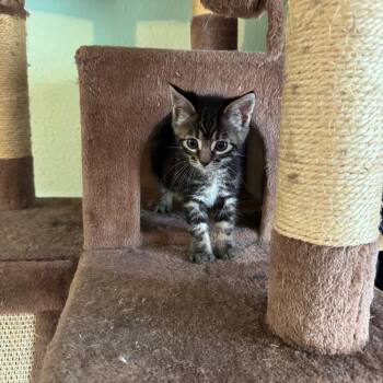 Solar -  Domestic Short Hair Cat for Adoption in Belfair, Washington - Solar | PetCurious