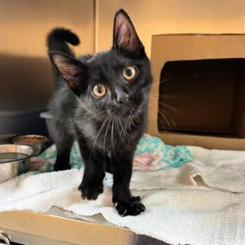 Lucky -  Domestic Short Hair Cat for Adoption in Lindon, Utah - Lucky | PetCurious
