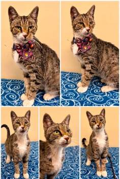 Minnie -  Domestic Short Hair Cat for Adoption in Rensselaer, Indiana - Minnie | PetCurious