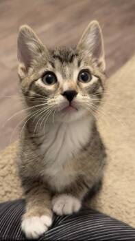 Rescue Domestic Short Hair Cats for Adoption in Mason City, Iowa - Sega | PetCurious