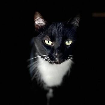 Domestic Short Hair Cats Available for Adoption - Lance | PetCurious