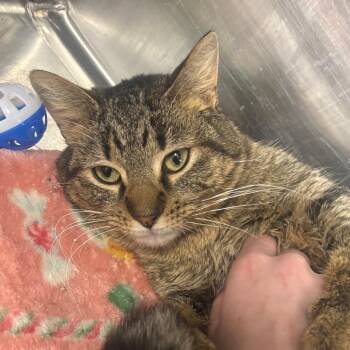 Domestic Short Hair Cats Available for Adoption in Buffalo, New York - Samuel | PetCurious