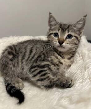 GUACAMOLE -  Domestic Medium Hair Cat for Adoption in Broomfield, Colorado - GUACAMOLE | PetCurious