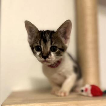 Domestic Short Hair Cats Available for Adoption in Houston, Texas - Bramble | PetCurious