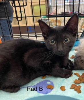 Rescue Domestic Short Hair Cats for Adoption in Sacramento, California - Rad B. | PetCurious