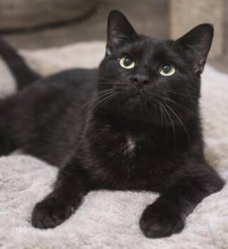 Domestic Short Hair Cats Available for Adoption in Fort Worth, Texas - Black Beauty | PetCurious