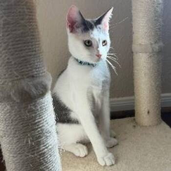 Oakley Lumberton -  Tabby and Domestic Short Hair Cat for Adoption in Friendswood, Texas - Oakley Lumberton | PetCurious