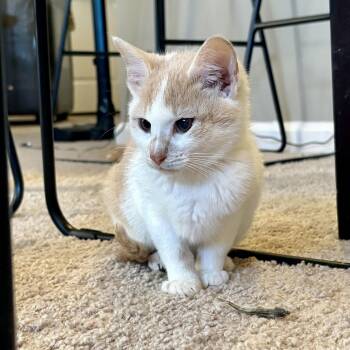 Domestic Short Hair Cats Available for Adoption - Arpeggio | PetCurious