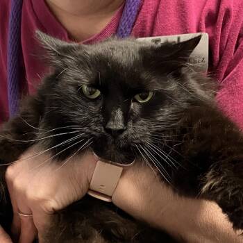 Domestic Long Hair Cats Available for Adoption in Dekalb, Illinois - Gizmo | PetCurious