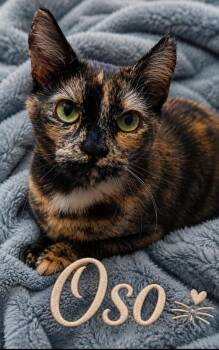 Oso -  Domestic Short Hair and Tortoiseshell Cat for Adoption in Bolingbrook, Illinois - Oso | PetCurious