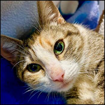 Rescue Domestic Short Hair and Calico Cats for Adoption in Roswell, Georgia - Helen | PetCurious