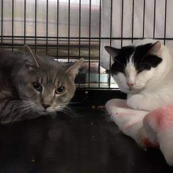 Stevie -  Domestic Short Hair Cat for Adoption in Spokane, Washington - Stevie | PetCurious