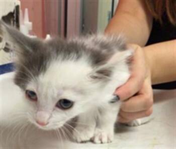 Rescue Domestic Short Hair Cats for Adoption in Thousand Palms, California - HELGA | PetCurious