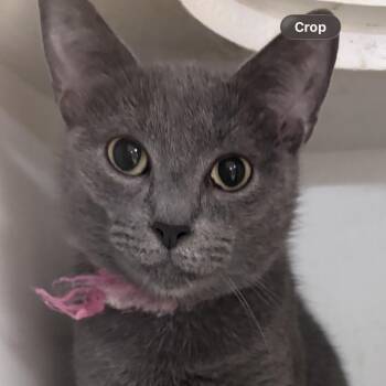 Roxie -  Domestic Short Hair Cat for Adoption in New Castle, Indiana - Roxie | PetCurious