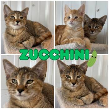 Rescue Domestic Short Hair Cats for Adoption in Pierceton, Indiana - Zucchini - SR2 | PetCurious