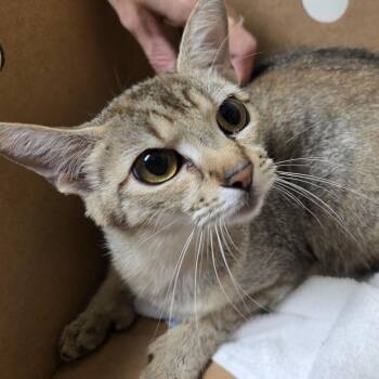 Snickerdoodle -  Domestic Short Hair Cat for Adoption - Snickerdoodle | PetCurious