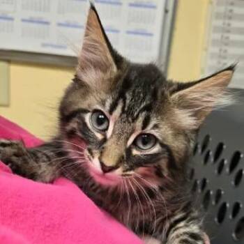 Ringo -  Domestic Short Hair Cat for Adoption in Shinnston, West Virginia - Ringo | PetCurious
