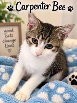 Carpenter Bee -  Domestic Short Hair Cat for Adoption in Dalton, Georgia - Carpenter Bee | PetCurious