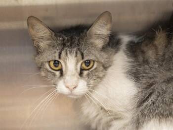 DAISY -  Domestic Short Hair Cat for Adoption in Phoenix, Arizona - DAISY | PetCurious