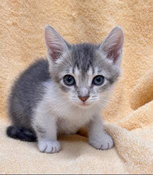 Cobweb -  Domestic Short Hair Cat for Adoption in Little Rock, Arkansas - Cobweb | PetCurious