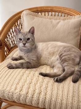 Georgie -  Snowshoe Cat for Adoption in Indian Trail, North Carolina - Georgie | PetCurious