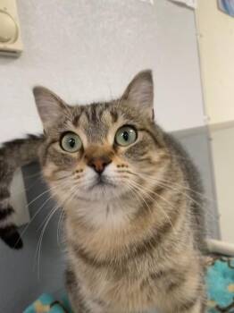 Zara -  Domestic Short Hair Cat for Adoption in Hayward, Wisconsin - Zara | PetCurious