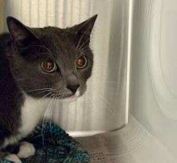 Domestic Short Hair Cats Available for Adoption in Olathe, Kansas - THEODORE | PetCurious