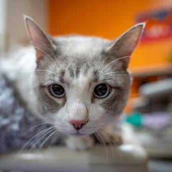 Pearl -  Domestic Short Hair Cat for Adoption in Gainesville, Georgia - Pearl | PetCurious
