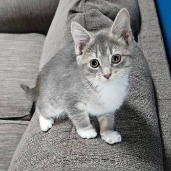 Turks -  Domestic Short Hair Cat for Adoption in Grand Rapids, Minnesota - Turks | PetCurious